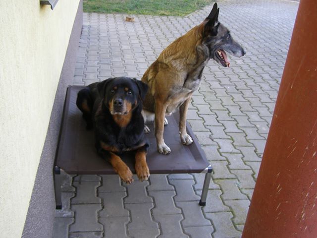 rotvik a ovcak na xl